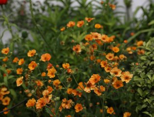 Small orange flowers