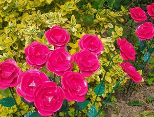 Roses